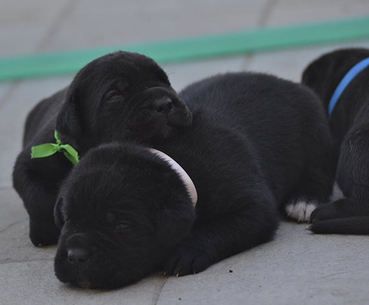 Cuccioli di cane Corso