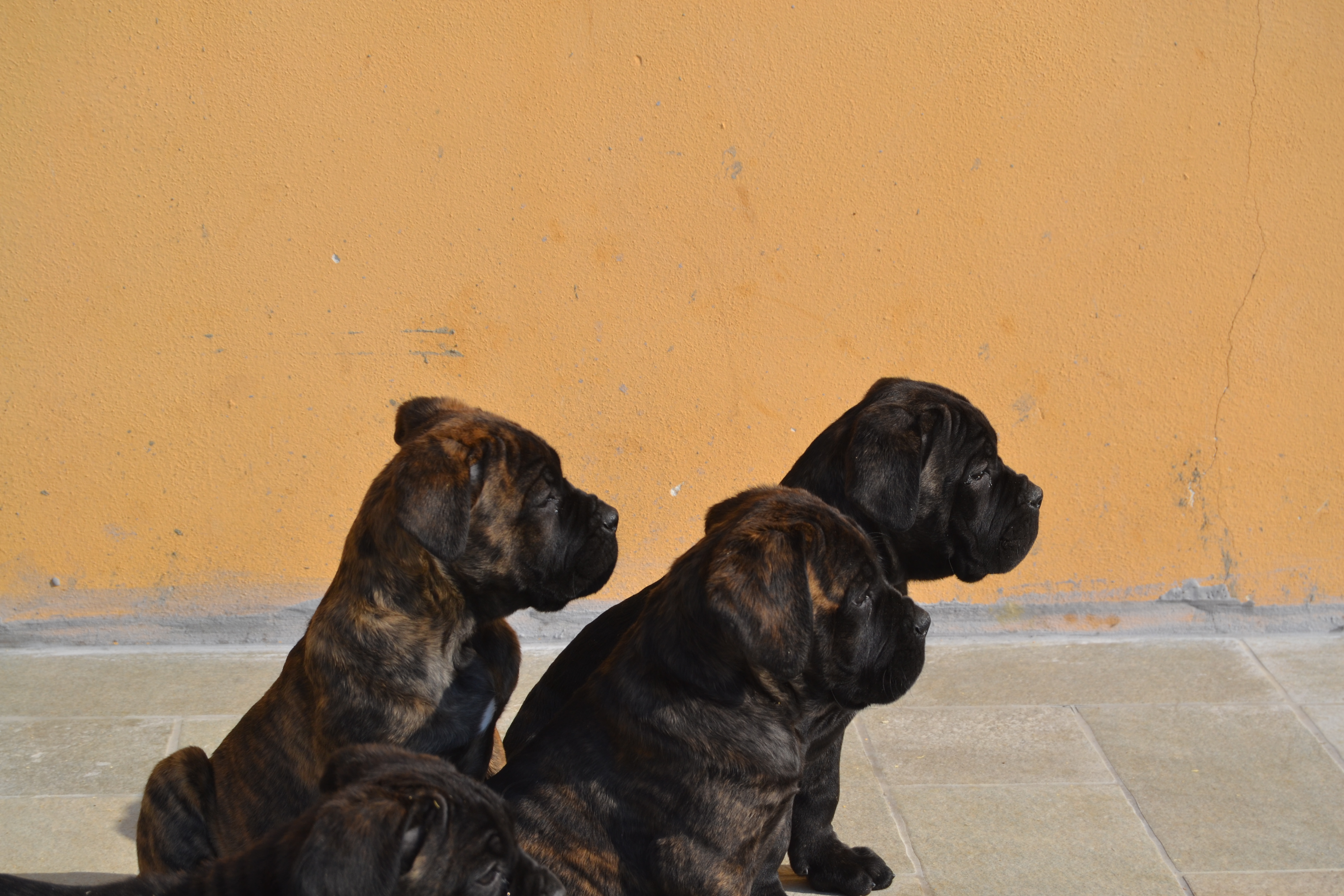 Cane Corso Quanti Cuccioli Può Fare