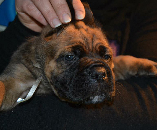 Cuccioli di cane Corso