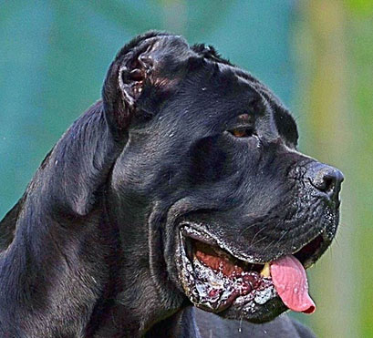 profilo cane corso