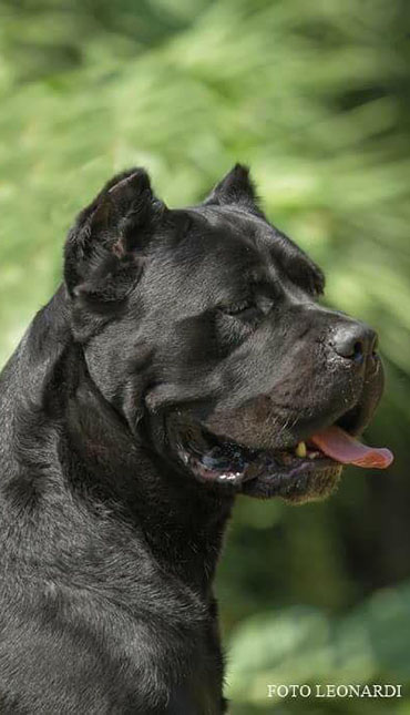 cane corso