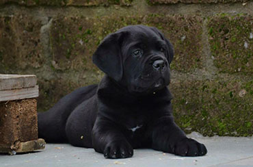 cucciolo cane corso