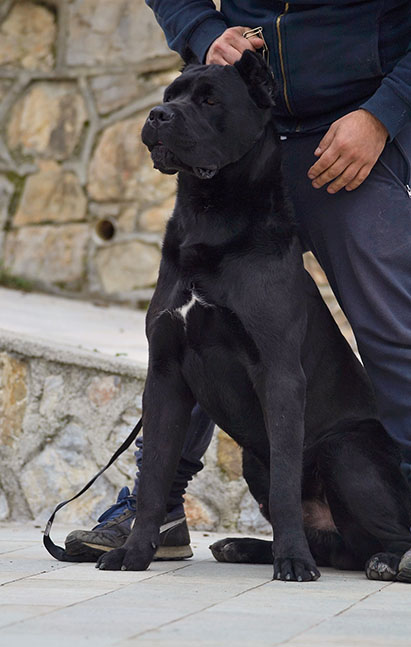 a passeggio con cane corso