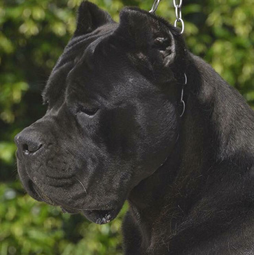 profilo cane corso