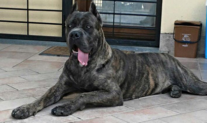 Donald cane corso