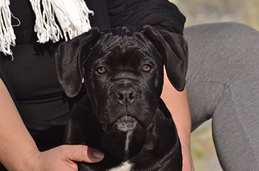 cane corso cucciolo