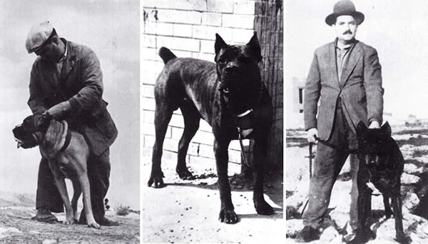 La storia del cane Corso