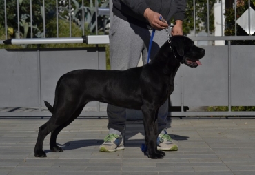 Zanca dei Grausi