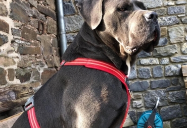 Basil’evidenza vanda