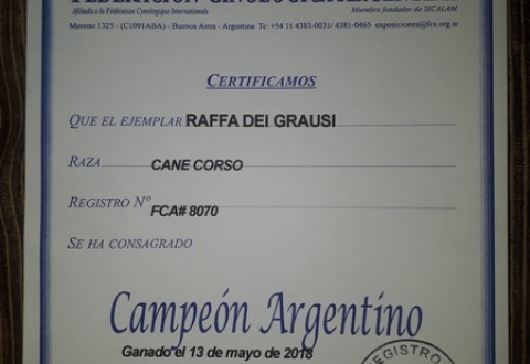 Raffa dei Grausi Giovane Campione Argentino