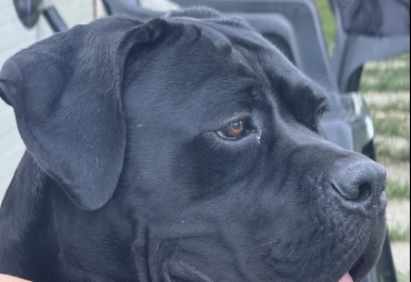 Buenavista Dei Grausi