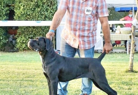 Guadalajara dei Grausi BEST of Breed Raduno dell’anno SACC 13/0...