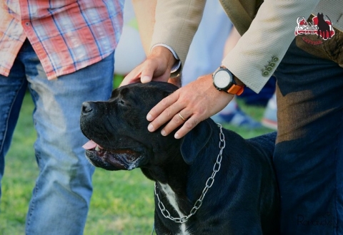 Studio di testa cane corso Guadalajara dei Grausi 