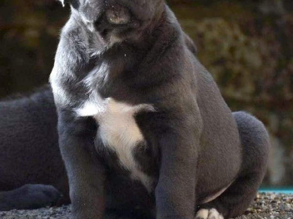 cucciolo cane corso maschio 40 giorni