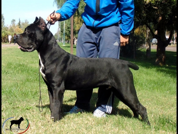 Raffa dei Grausi  Propietario Fede Laghezza (Argentina)