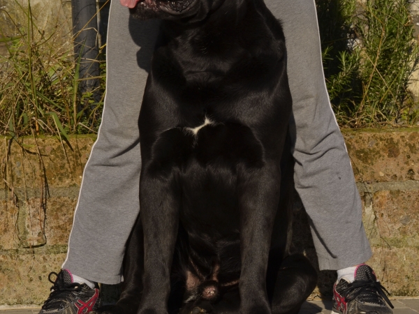 cuccioli cane corso - gonzalo dei grausi