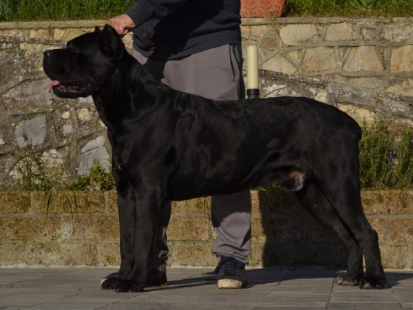 cane corso toscana-gonzalo dei grausi