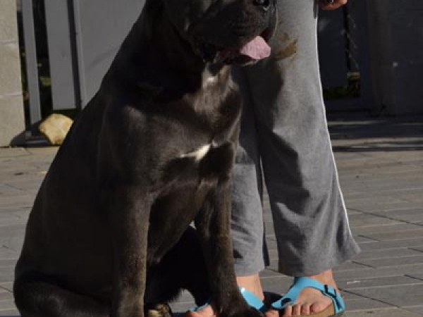 allevamento cane corso toscana-sky
