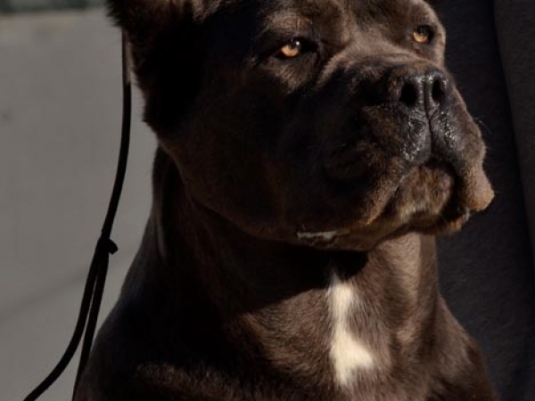 rx ufficiali cane corso-gonzalo dei grausi