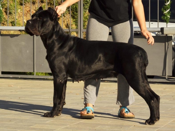 femmina cane corso-nilda