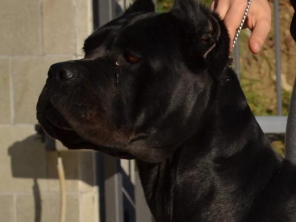 cane corso toscana-nilda