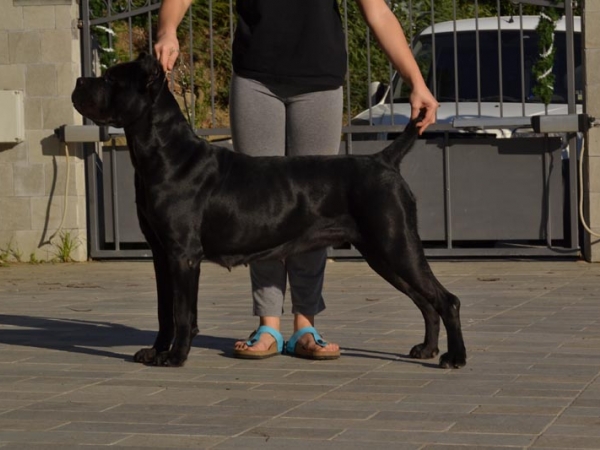 femmina cane corso-aquila dorata nilda