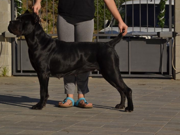 cuccioli cane corso-nilda