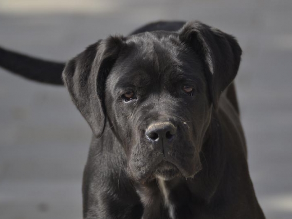 cuccioli cane corso-goldeneye degli elmi