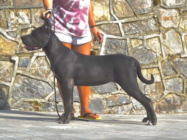 cucciola cane corso