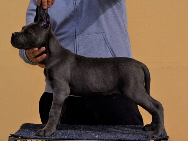 cucciolo cane corso allevamento dei grausi