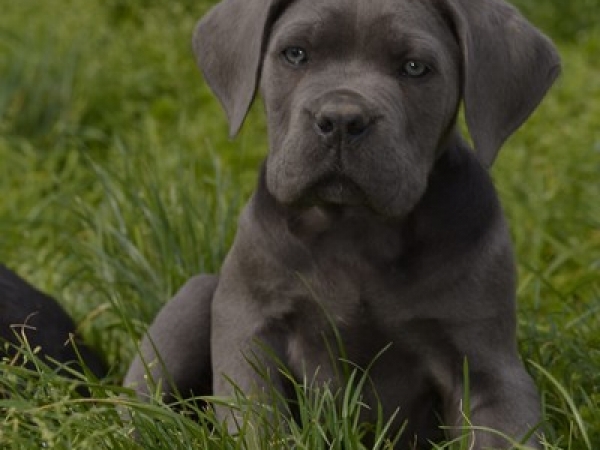 cane corso grigio