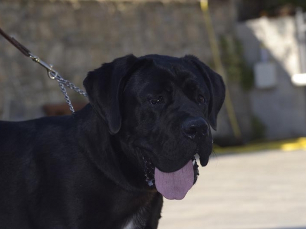 cane corso-goldeneye degli elmi