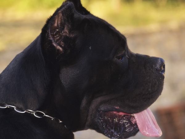 cucciolone cane corso-noah vosen dei grausi