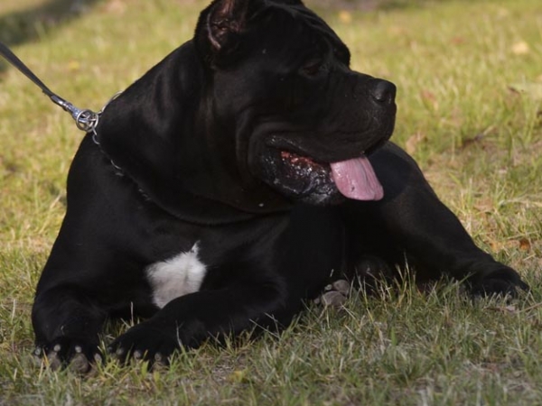cane corso-noah vosen dei grausi