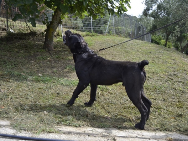 cane corso attitudine alla guardia