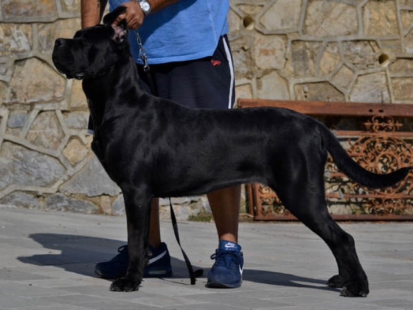 goldeneye degli elmi-cane corso