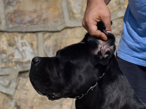 cane corso cucciolo