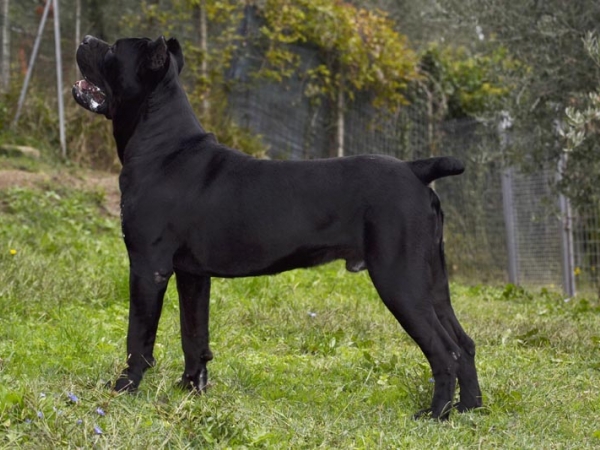 cane corso toscana-noah vosen dei grausi