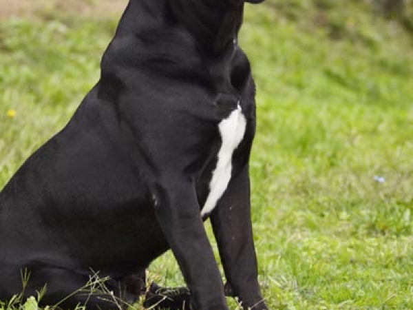 cucciolone cane corso -noah vosen dei grausi