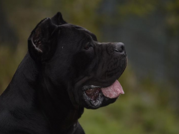 cane corso-noah vosen dei grausi