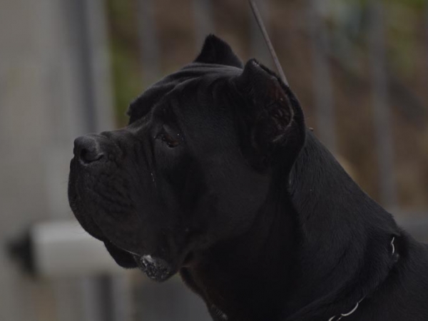 testa cane corso -noah vosen dei grausi