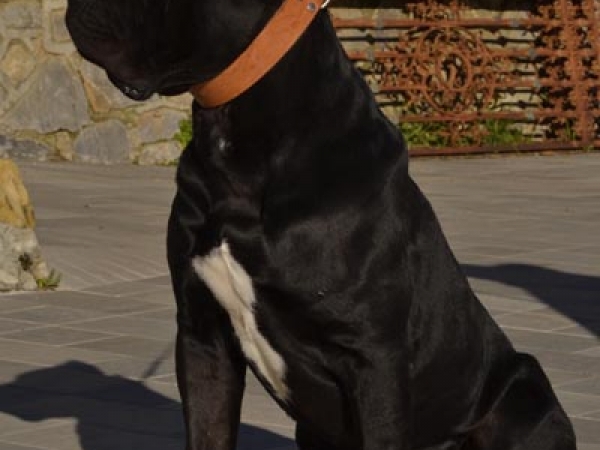 guinzagli cane corso-noah vosen dei grausi