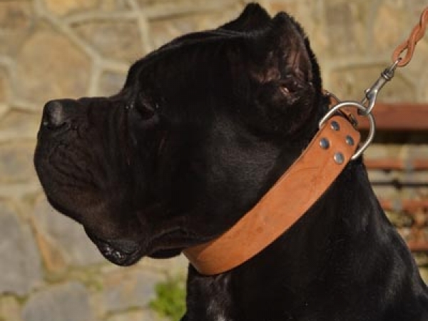 cane corso-noah
