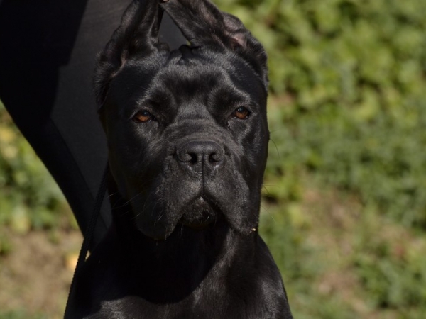 testa ed espressione cane corso