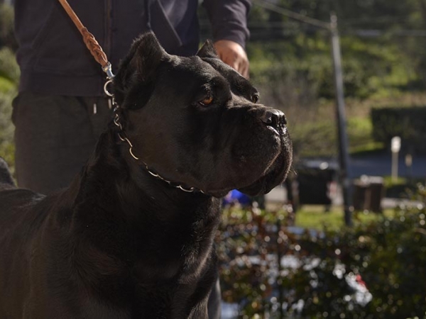 cane corso-gonzalo dei grausi