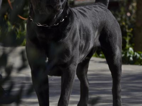 cane corso - gonzalo dei grausi