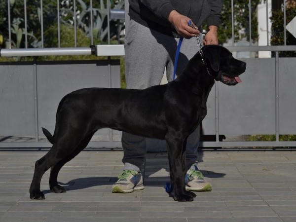 Zanca dei Grausi