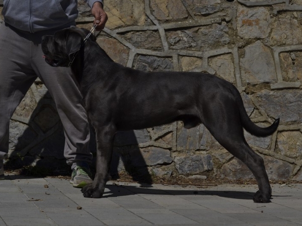 cane corso urban dei grausi