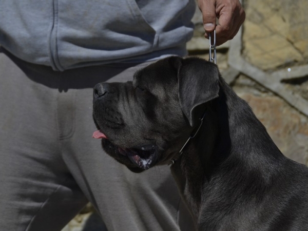 testa cane corso urban dei grausi