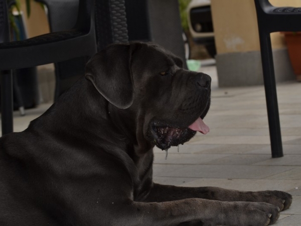 cane corso urban